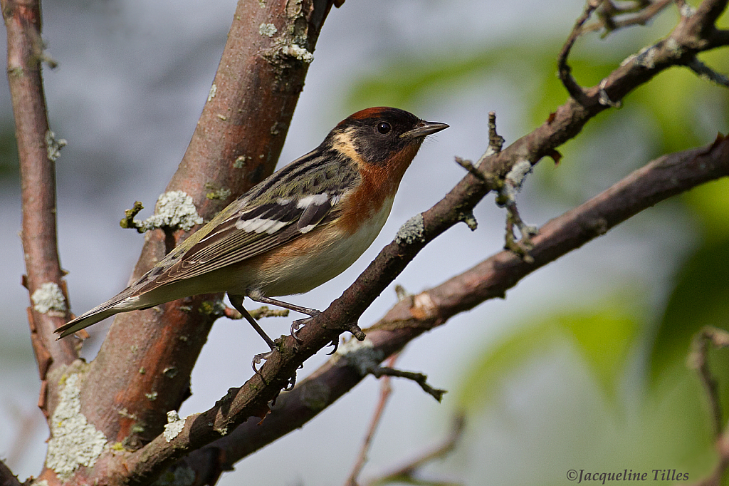 Bay-breasted Warbler