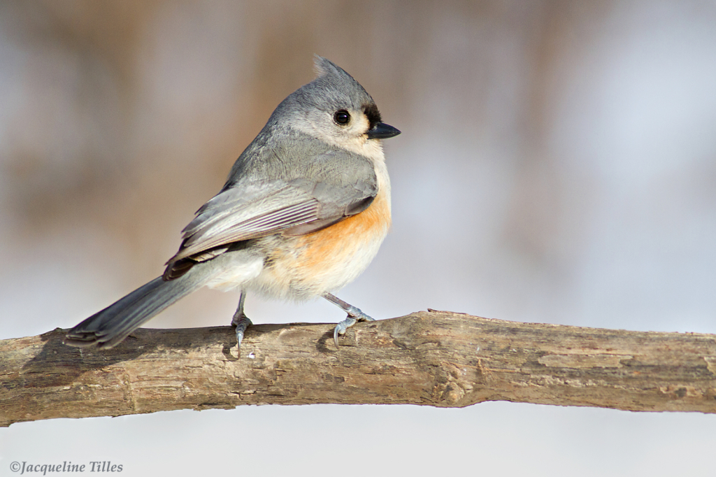 Tufted Titmouse