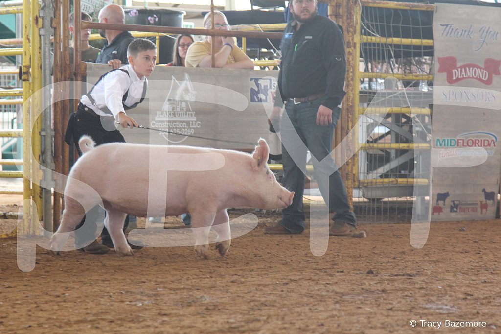 swine8008