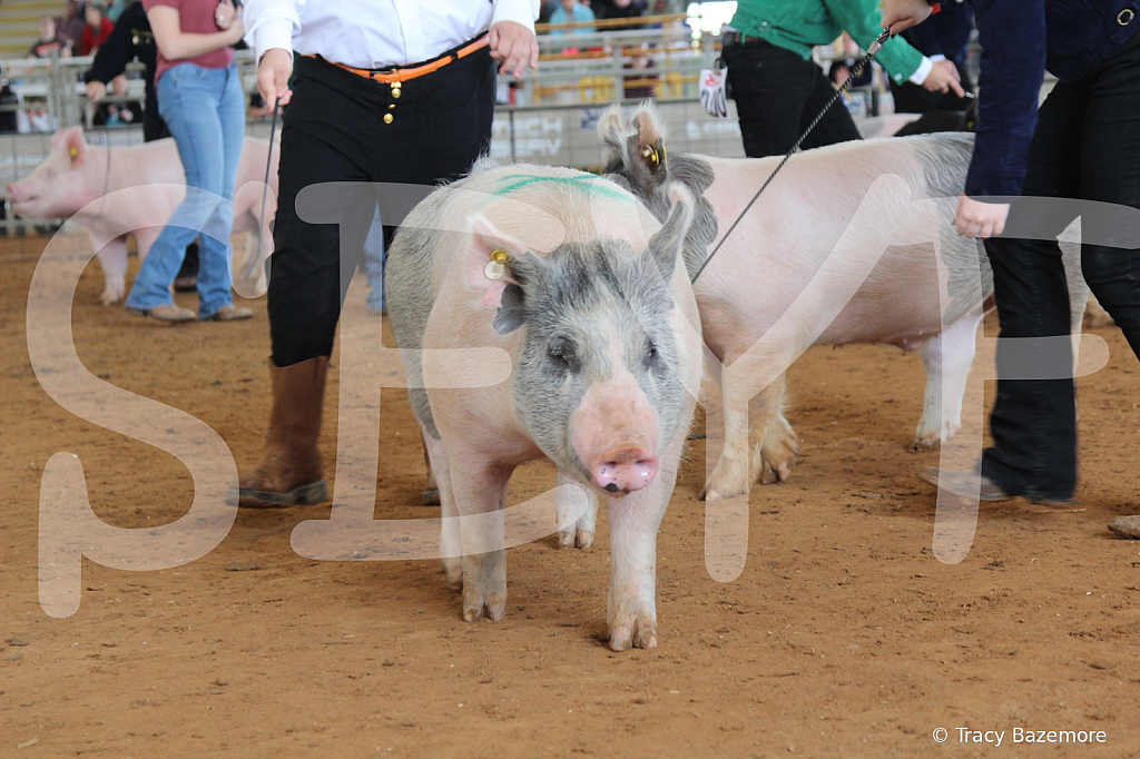 swine7616