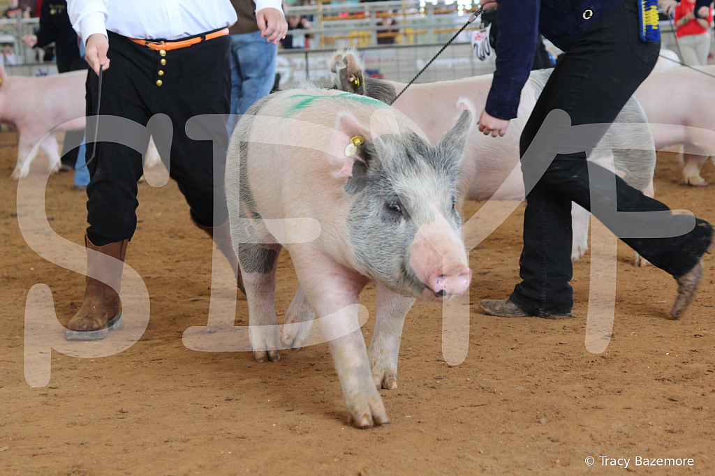 swine7617