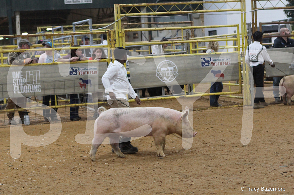 swine8299