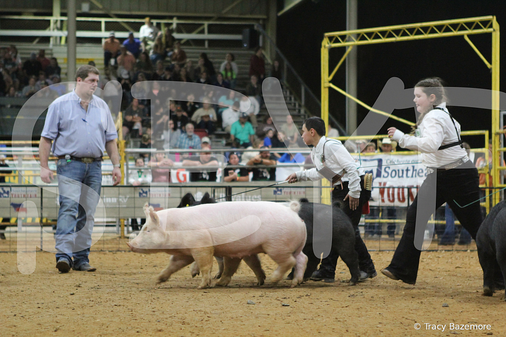 swine8523
