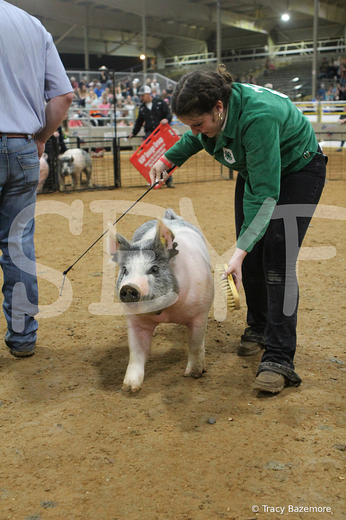 swine8601
