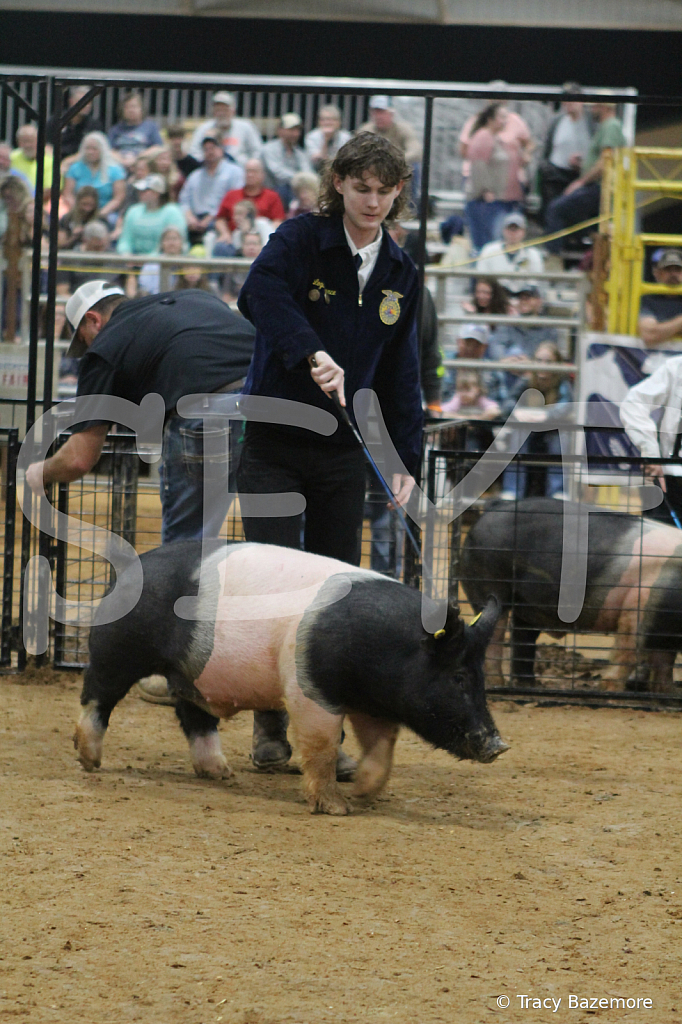swine8604