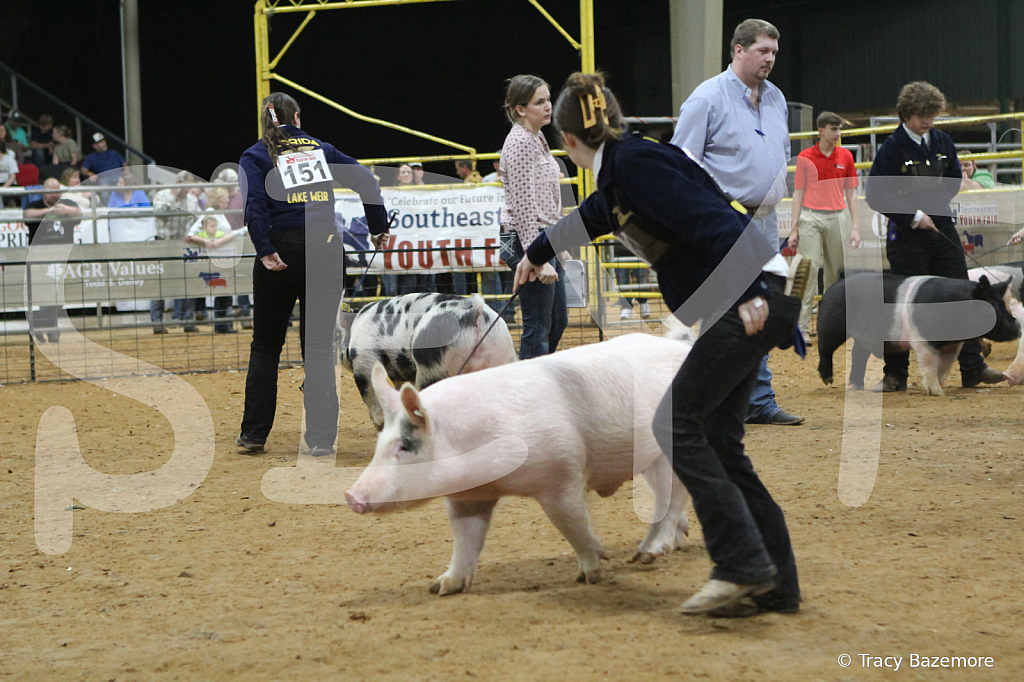 swine8565