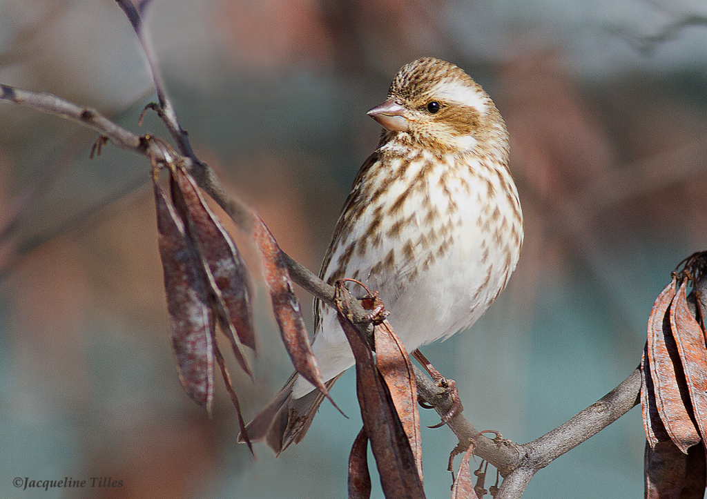 Female Purple Finch