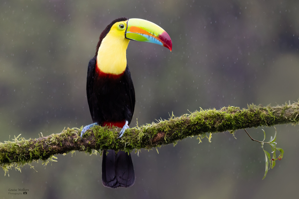 Toucan 2