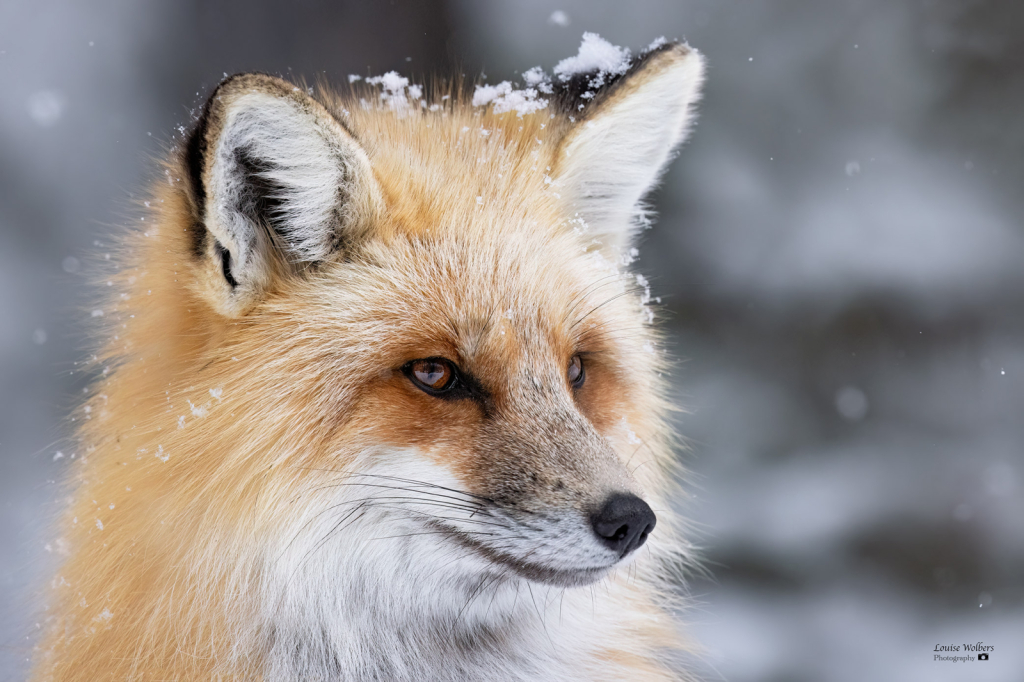 Red Fox 3