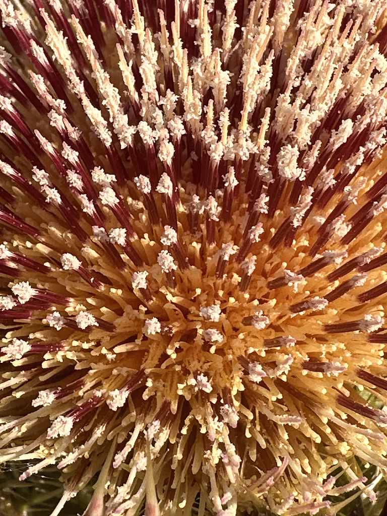 36