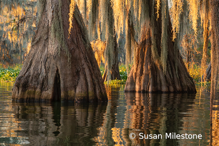 2111 Cypress Trees and Reflection