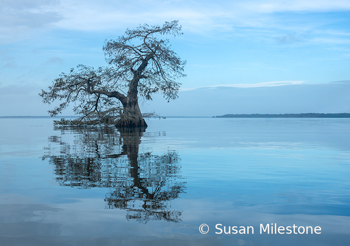 1594 Cypress Tree and Reflection
