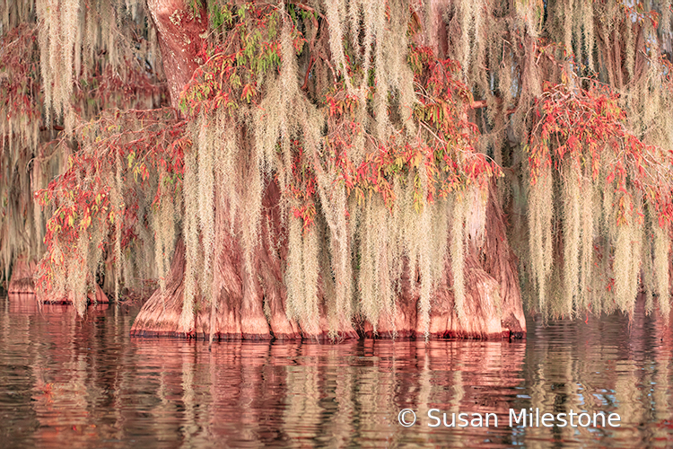 2176 Cypress Trees and Reflection