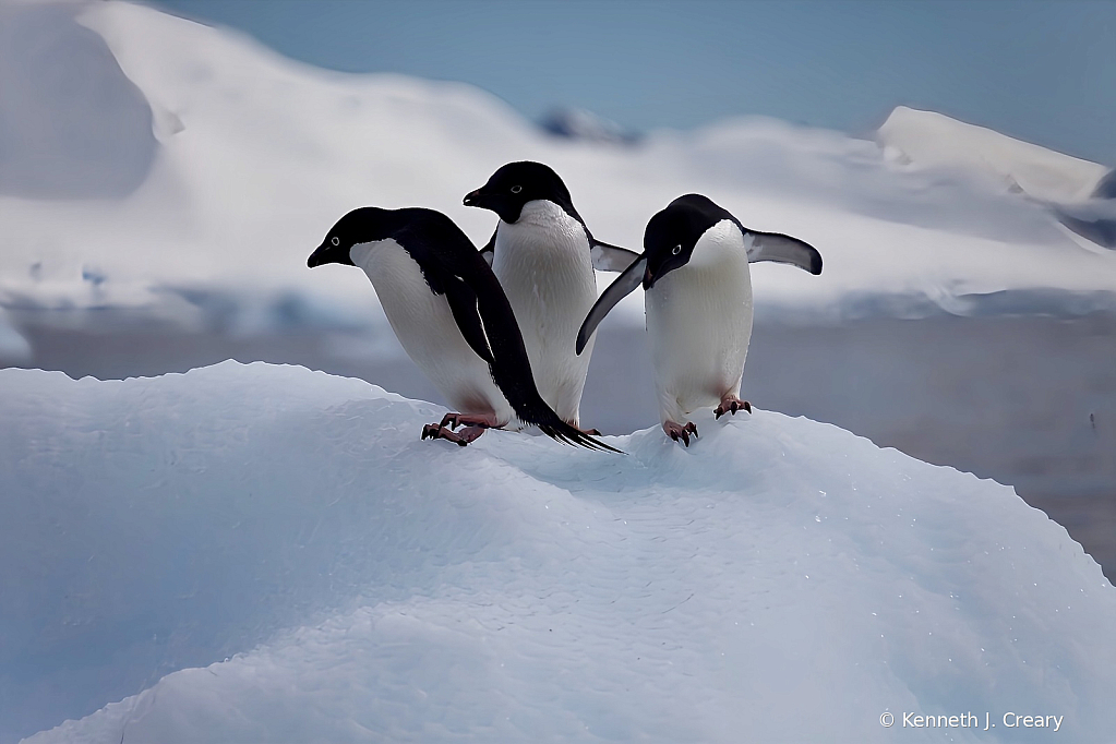 Adélie Penguins