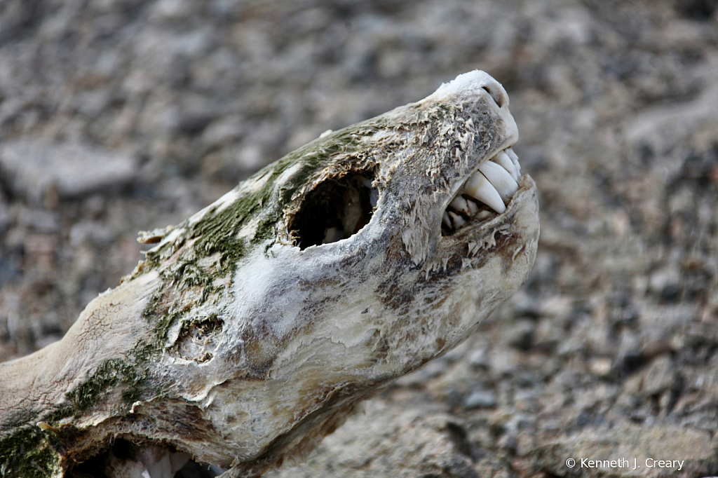 Crabeater Seal Carcass