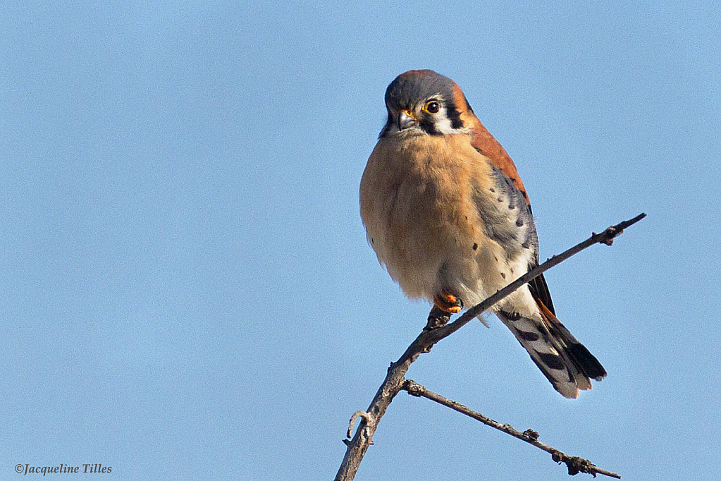American Kestrel