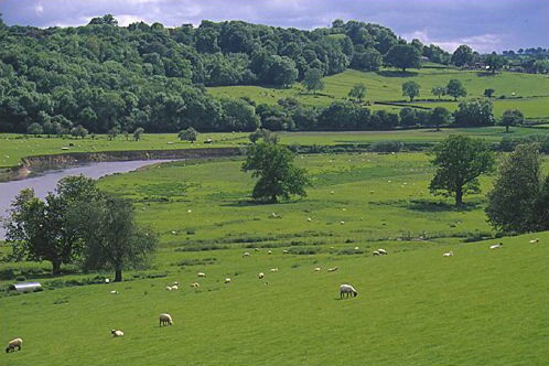 Sheep on the Hillside