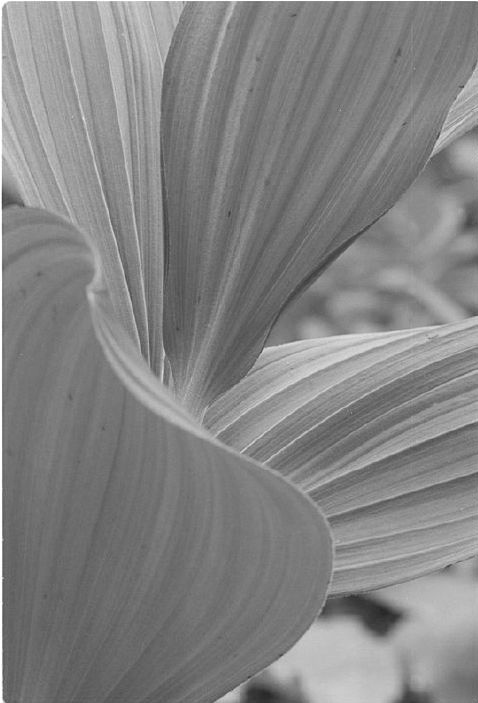 Corn Lilies - Black and White