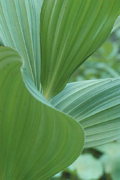 Corn Lily - ID: 1055 © Jim Miotke