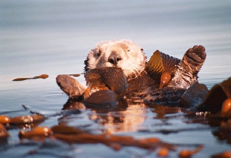 Otter Toes