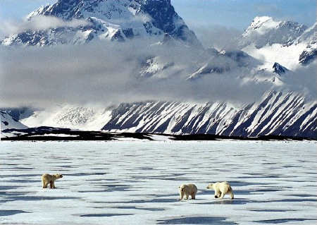 Polar Bears Crossing Ice Pack