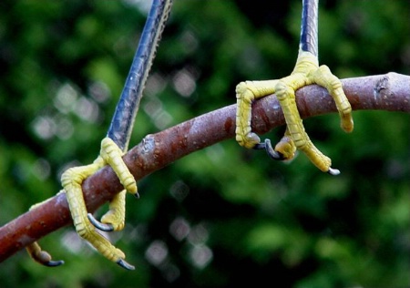 Yellow Talons