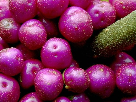 Beauty Berry