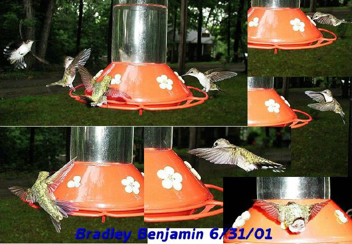 humming bird collage