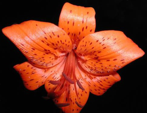 orange tiger lily (touched up)