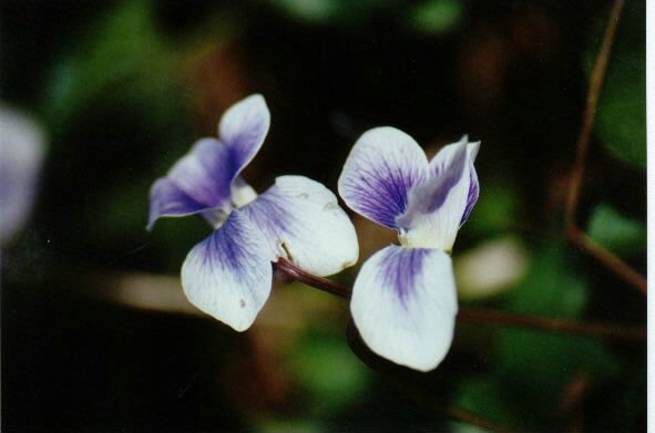 Wild Violets