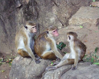 Monkey Family - Sri Lanka