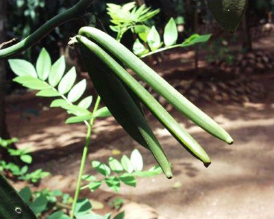 Vanilla - Spice Garden, Sri Lanka