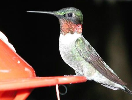 Portrait of a hummingbird