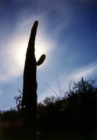 Mooned Saguaro