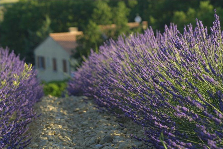 A Home Among Lavender - ID: 2970 © Jim Miotke