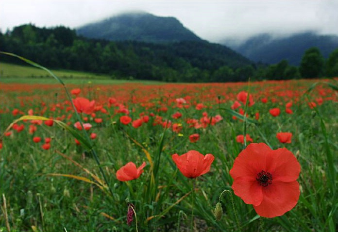 Field of Poppies - ID: 2992 © Jim Miotke