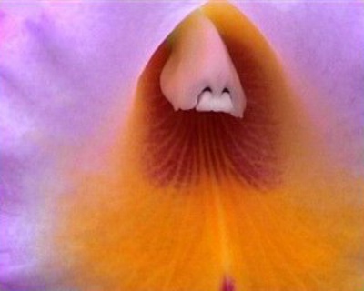 Orchid Nose
