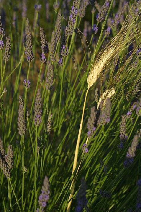 Wheat in Lavender - ID: 3747 © Jim Miotke