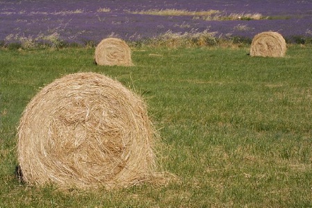 Hay with Lavender Field