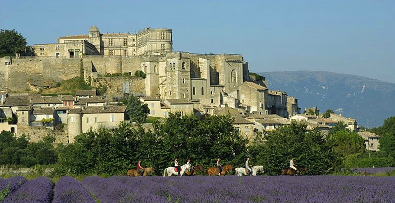 Grignan Horses and Lavender Field