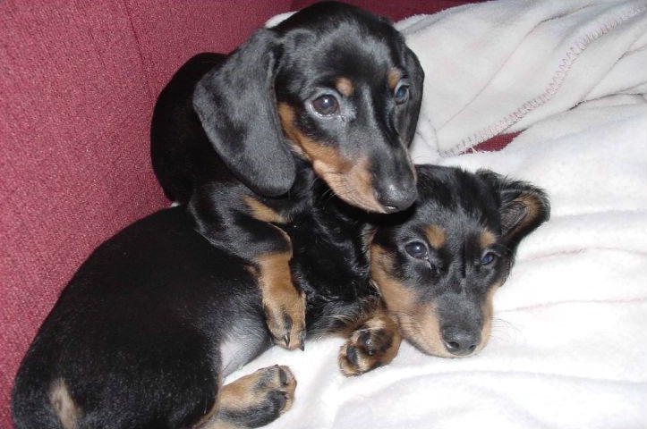 Baby Dachsies