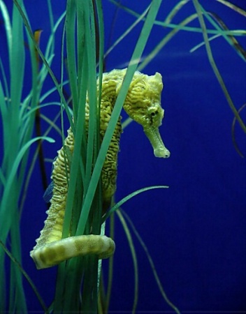 Seahorse