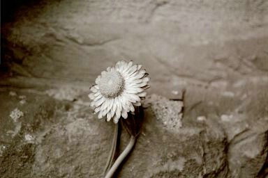 Flower Against Wall