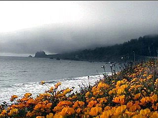 Yellow flowers/Foggy coast