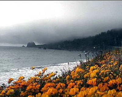 Yellow flowers/Foggy coast