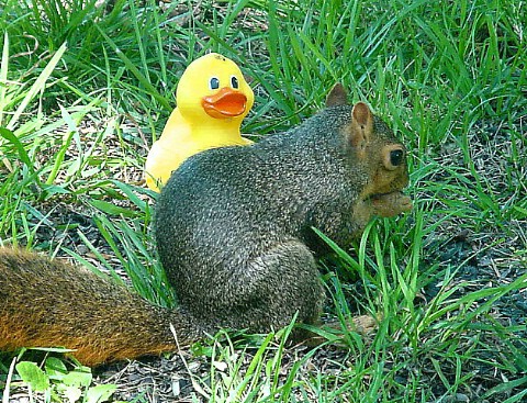 Spiff and the Squirrel