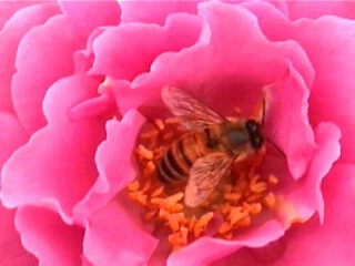 Pink Anemone bee