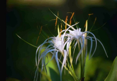 Borneo jungle flower