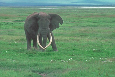 Elephant in Ngorongoro Crater, Tanzania