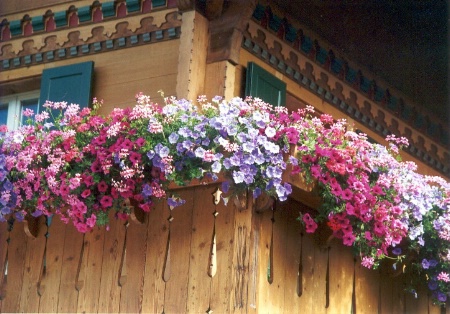 a ring of flowers